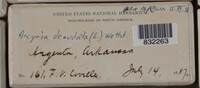 Arcyria denudata image